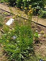 Scorsonere d'Espagne - Scorzonera Hispanica L. (Europe, Asie temperee) (fam Composees) (0) (Photo F. Mrugala)